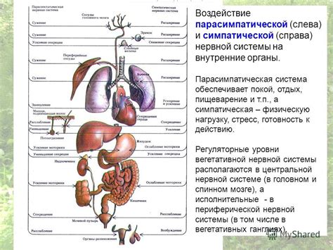 Воздействие на внутренние органы