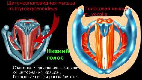 Воздействие на горло и голосовые связки