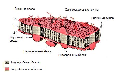 Воздействие на клетки