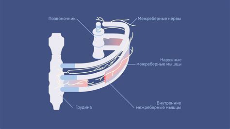 Воздействие на межреберные нервы