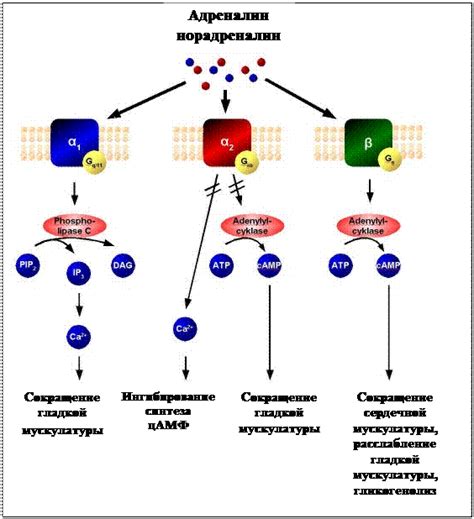 Воздействие на рецепторы