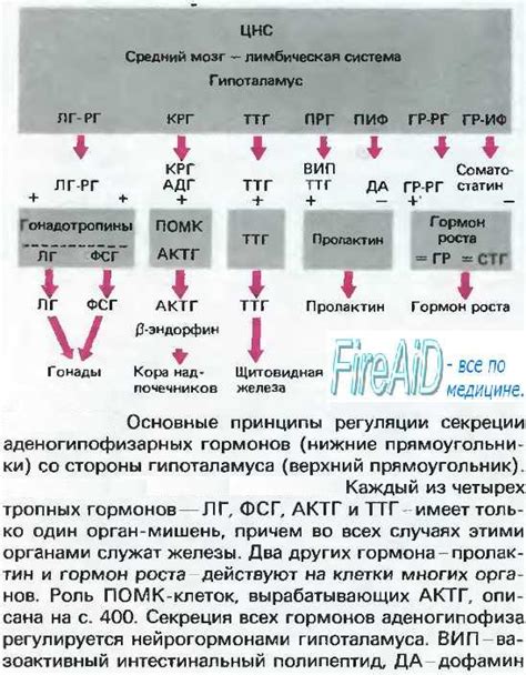 Воздействие окружающей среды на формирование половых органов