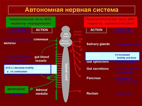 Воздействие пищеварительного процесса