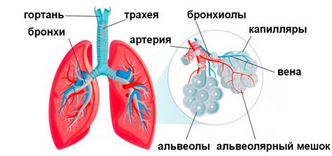 Воздействие скорости ветра на дыхательную систему