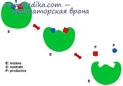 Воздействие ферментов