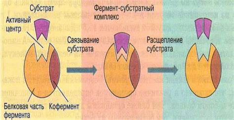 Воздействие ферментов на структуру картофеля