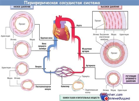 Возможное повреждение кровеносных сосудов