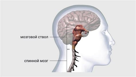 Возможности профилактики Арнольд-Киари 1