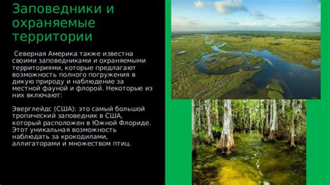 Возможность наблюдать за жизнью птиц и погрузиться в природу