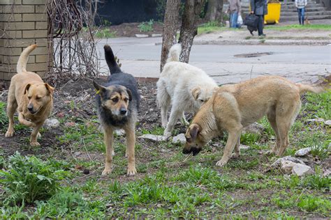 Возможность неприятных встреч с бродячими животными