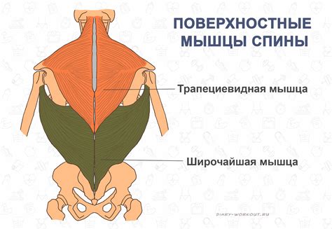 Возможность перенапряжения мышц спины