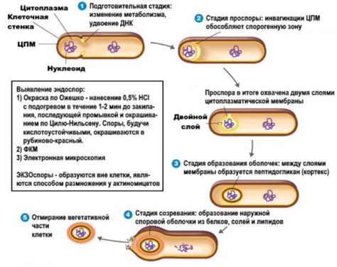 Возможность роста бактерий