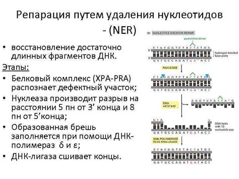 Возможные ошибки и мутации при репликации ДНК