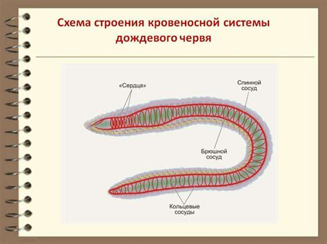 Возможные причины цветовых вариаций крови дождевого червя