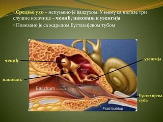 Возможные проблемы вида и слуха