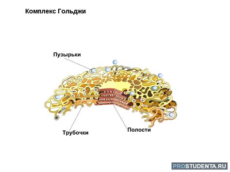 Возникновение и развитие аппарата Гольджи