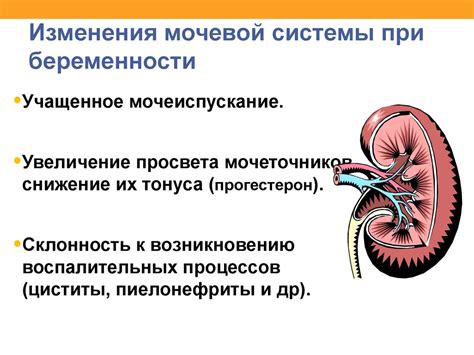 Возрастные изменения мочевой системы