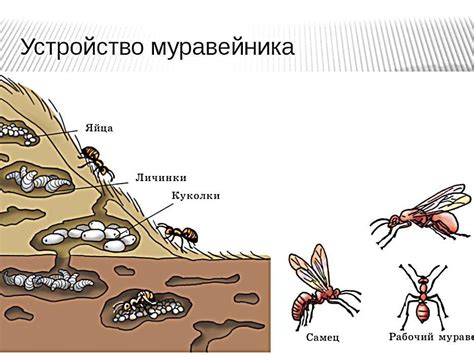 Возрастные особенности жизни муравьев