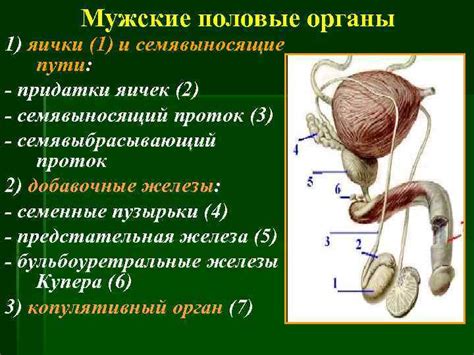 Возраст и яички