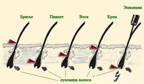 Волосы: почему они отрастают быстрее после бритья?