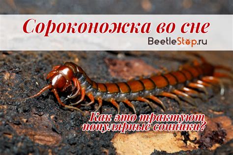 Воспитательные моменты: чему учит сороконожка?