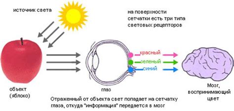 Восприятие зеркального образа мозгом