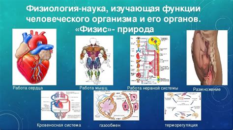 Восприятие и чувствительность человеческих органов