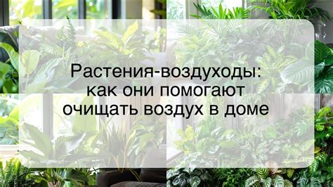 Вредные вещества в воздухе: как комнатные растения помогают очищать воздух?