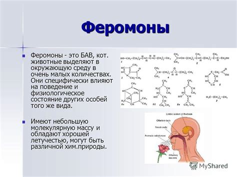 Выделение запахов и феромонов