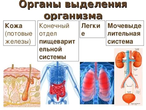 Выделительная система и очищение организма