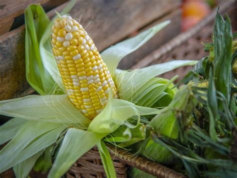 Высокая устойчивость кукурузы к неблагоприятным условиям