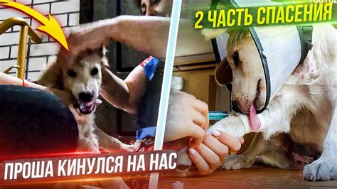 Высокая чувствительность щенка