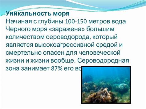 В чем заключается уникальность Черного моря для кальмаров?