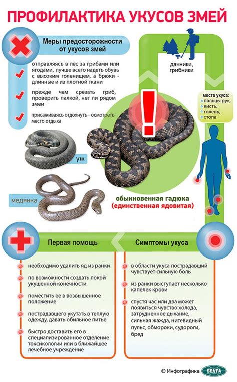 Гадюка: эффекты ее укуса и места обитания