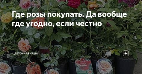 Где купить качественные розы?