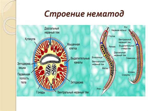 Где обитают первичнополостные черви?