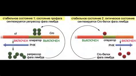 Генетические механизмы развития злокачественных клеток