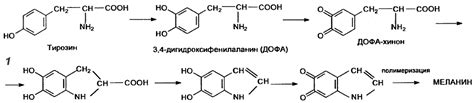 Генетические особенности образования меланина