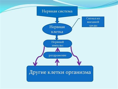 Генетическое программирование формирования нервной системы