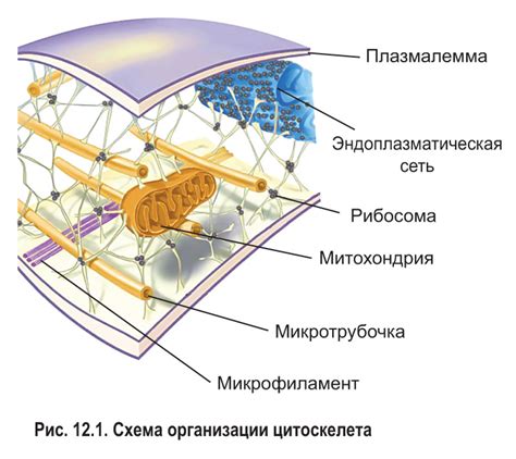 Гиалоплазма: оболочка и органоиды