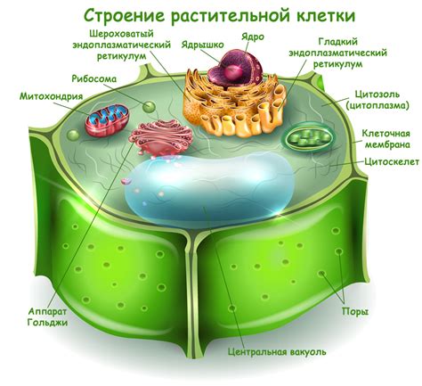 Гибель клеток растений