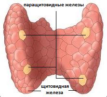 Гипопаратиреоз