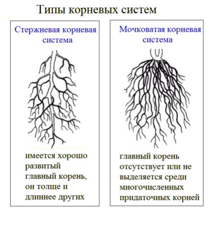 Гипотермия корневой системы