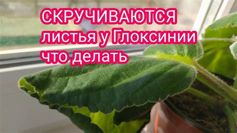 Глоксинии: причины неоткрывания бутонов и пока на листьях