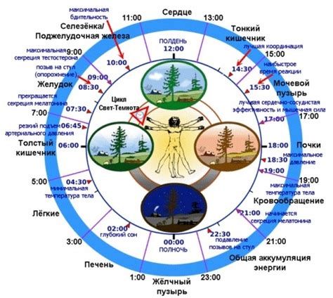 Годовой цикл ношения венца