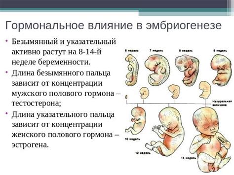 Гормональное влияние на рост пальцев у мужчин