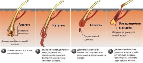 Гормональные изменения и их связь со смещением волос