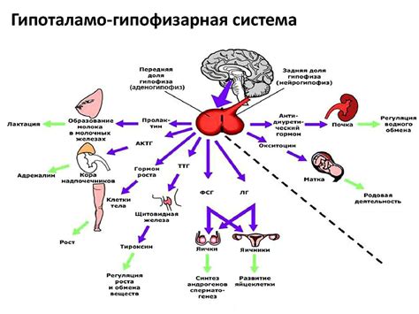 Гормональный фактор и рост усов