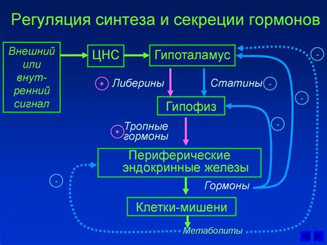 Гормоны, ускоряющие обмен веществ