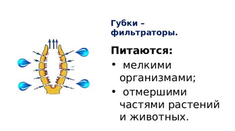 Губки: пассивные фильтраторы питания